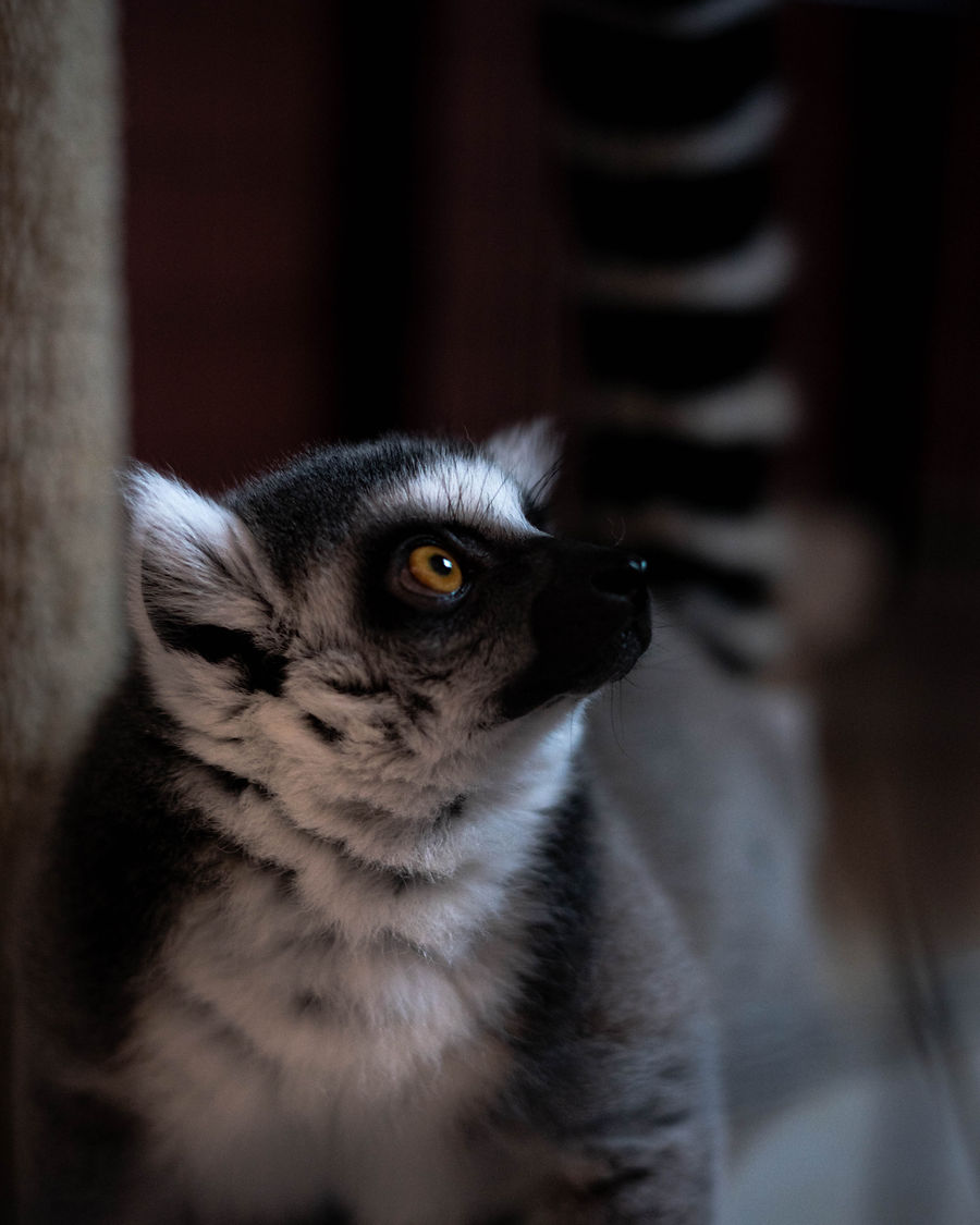 Rupert, a ring-tailed lemur, looking through the sanctuary habitat