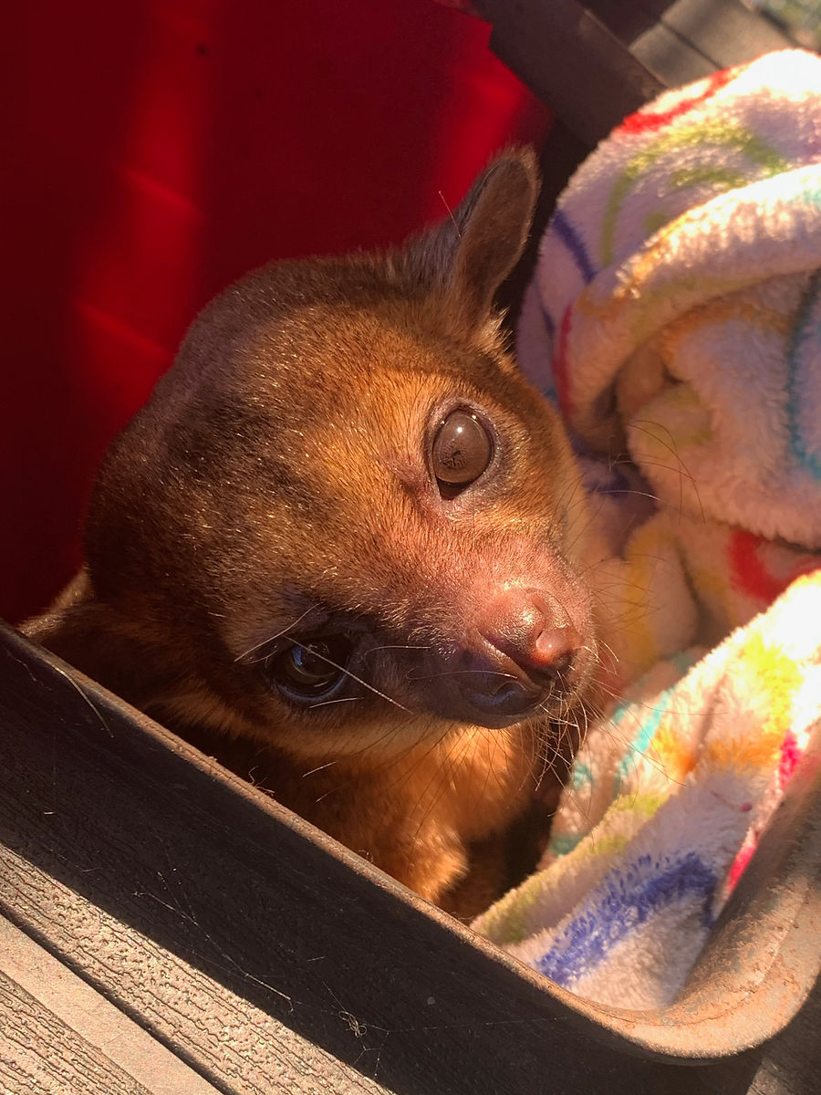 Baymax, a kinkajou, resting in a soft blanket