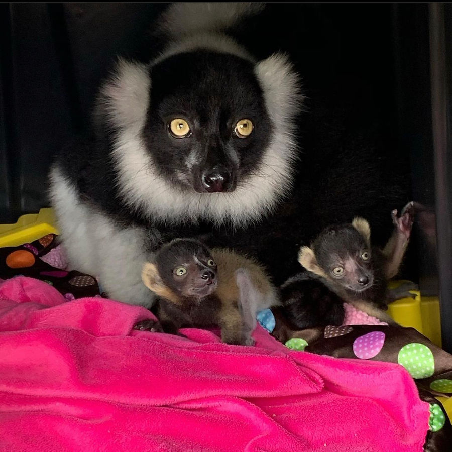 Eliza, a ruffed lemur, resting with two young lemurs